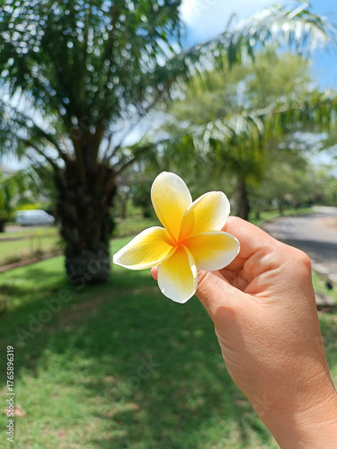 Hand holds a beautiful frangipani flower on the background of a tropical palm tree garden