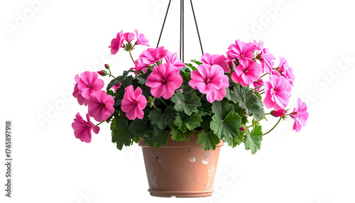 A vibrant hanging basket filled with pink geraniums against a stark black background