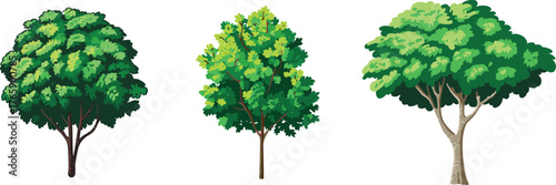 Tree species vector set, rounded, compact, and layered canopy trees, nature illustration, botanical diversity, landscape design element, isolated graphics