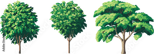 Tree species vector set, rounded, compact, and spreading canopy trees, botanical illustration, landscape design element, nature diversity, isolated plant graphics