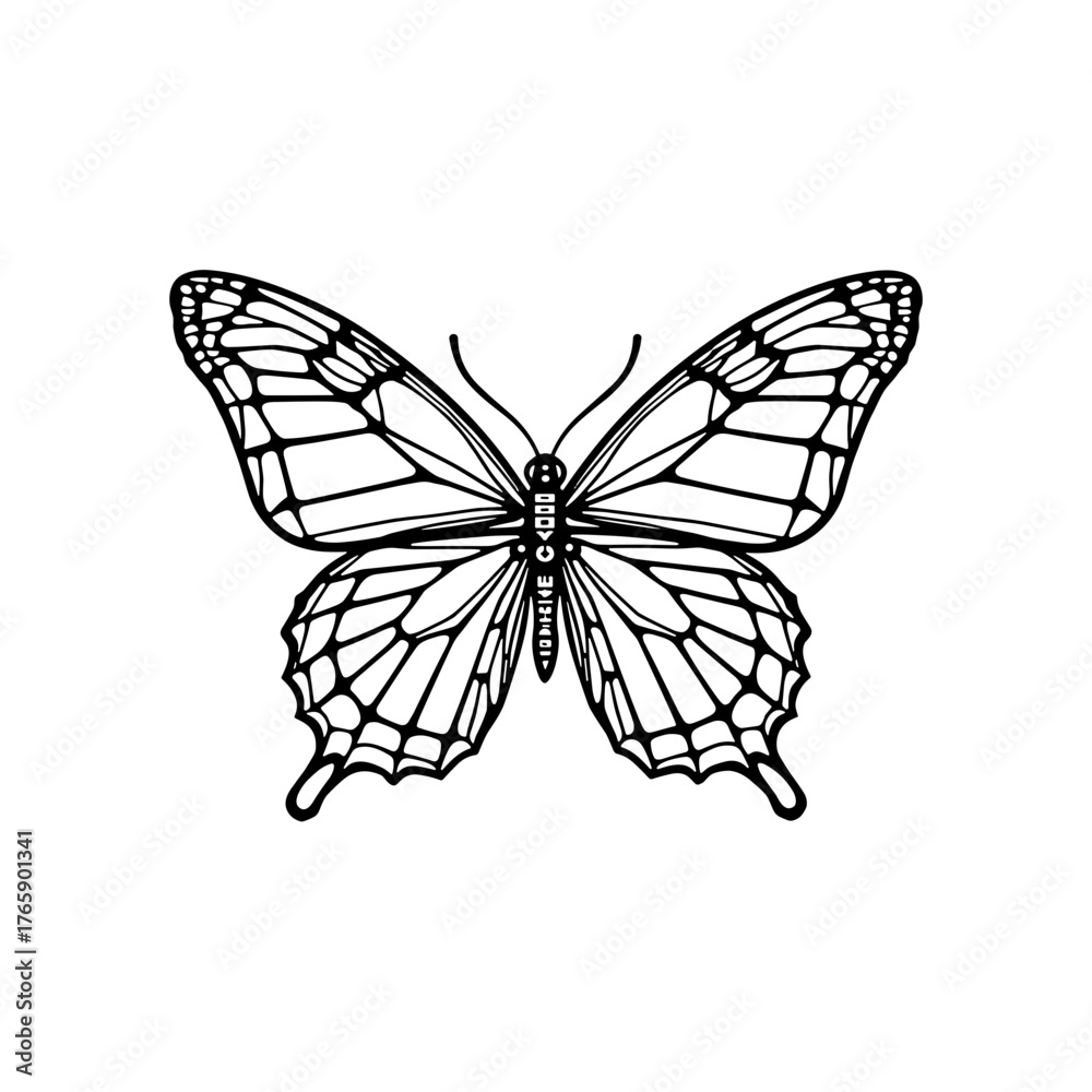 Fototapeta premium Intricate line drawing of a butterfly with detailed wings 
