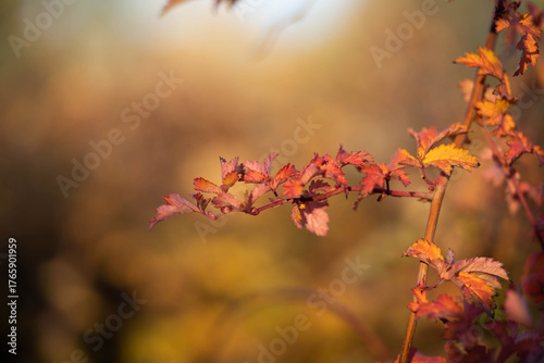 Autumn branch with red and orange leaves in sunlight