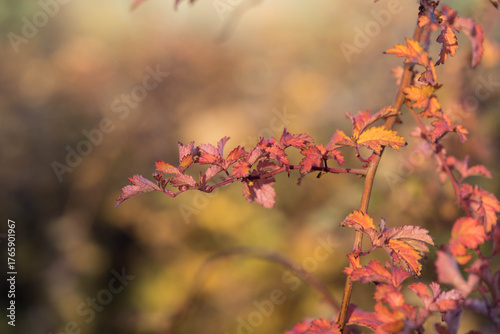 Autumn branch with red and orange leaves in sunlight