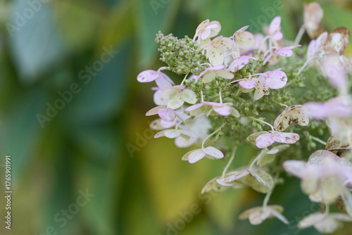 Faded pink hydrangea flowers in soft autumn light