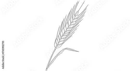 Detailed illustration of a single wheat stalk with leaves and seeds, isolated.