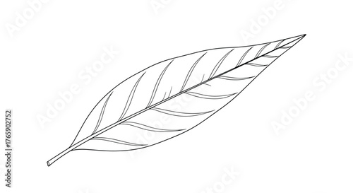 Simple hand drawn sketch of a single isolated leaf.