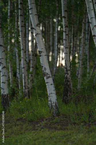 forest in autumn