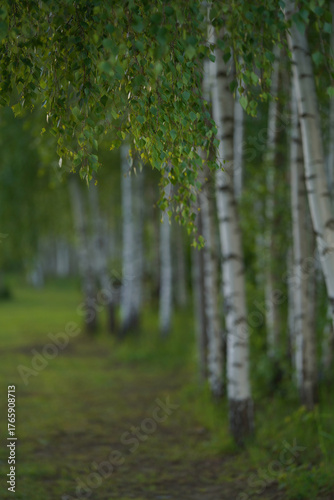 footpath in the woods