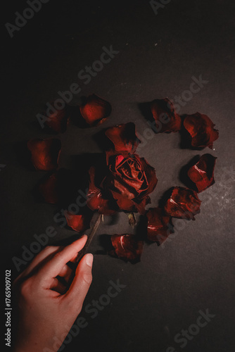 Hand holding withered rose stem with fallen petals book cover
