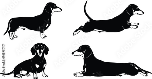 Dachshund dog silhouettes, black and white vector, cute pet poses, sitting, standing, running, lying down, cartoon style, breed illustration