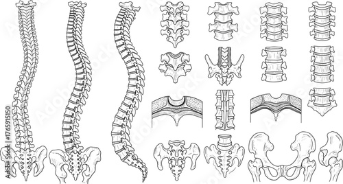 Human spine and pelvis anatomy, black and white vector, vertebrae structure illustration, medical education design, orthopedic skeletal diagram set
