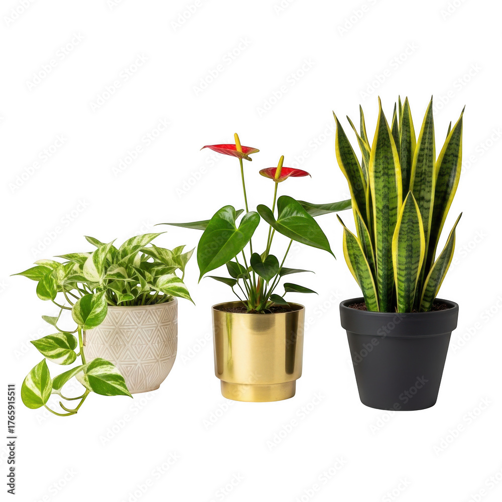 Fototapeta premium Three potted plants isolated on transparent background