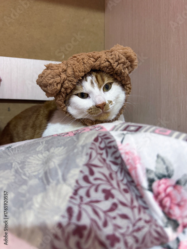 Papier peint Ginger and white cat sitting with a sad expression, wearing a brown knitted hat