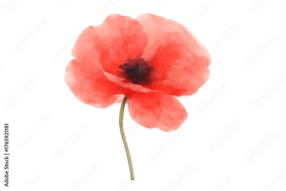 Obraz premium Watercolor red poppy flower, a symbol of remembrance, blooming, isolated with transparent background