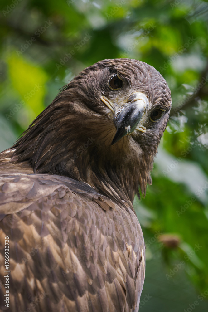 Fototapeta premium Portrait of a golden eagle in nature. 