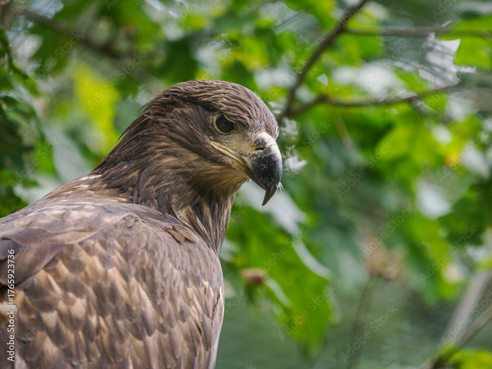 Fototapeta premium Portrait of a golden eagle in nature. 