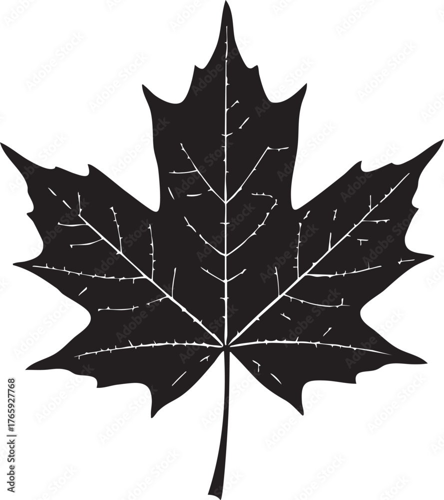 Naklejka premium Autumn Leaf Silhouettes Single Maple Oak High Contrast Clear Veins Design