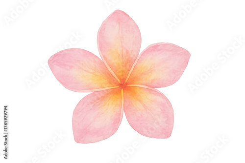 Plumeria flower watercolor painting, a tropical frangipani blossom art illustration, transparent background