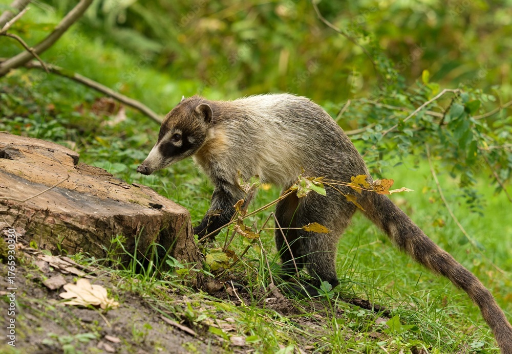 Obraz premium White-nosed coati
