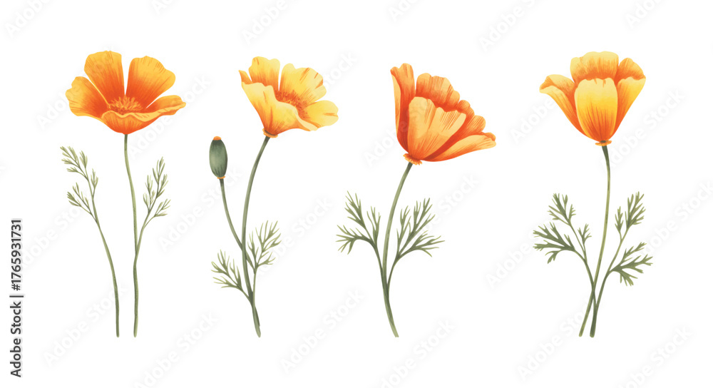 Obraz premium California poppy watercolor botanical illustration. Poppy blossom isolated on white background.