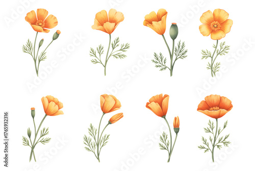 California poppy watercolor botanical illustration. Poppy blossom isolated on white background.