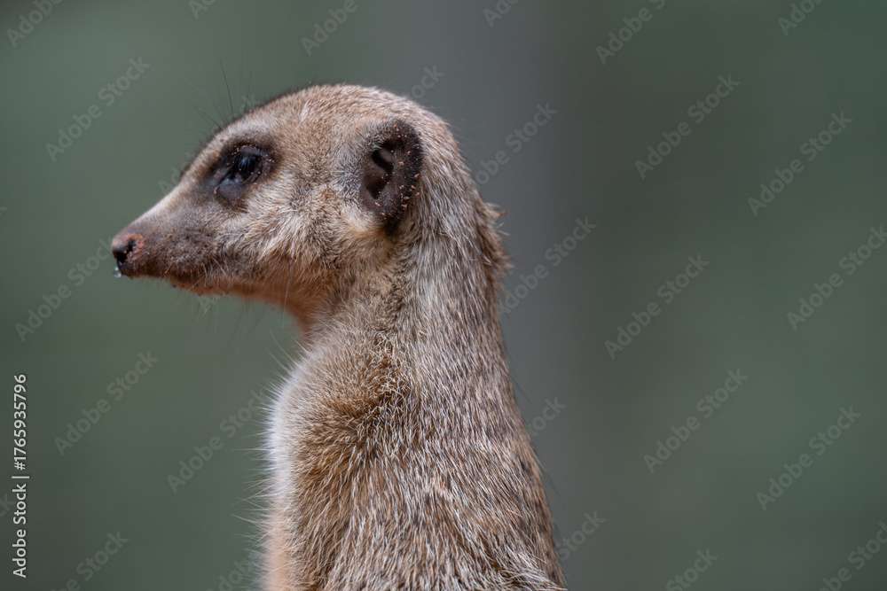 Fototapeta premium Alert Meerkat Portrait on Lookout