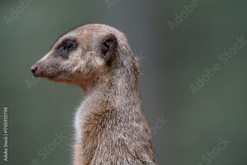 Canvas Print Alert Meerkat Portrait on Lookout