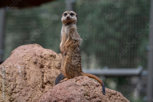 Canvas Print Vigilant Meerkat Sentry on Rocky Perch