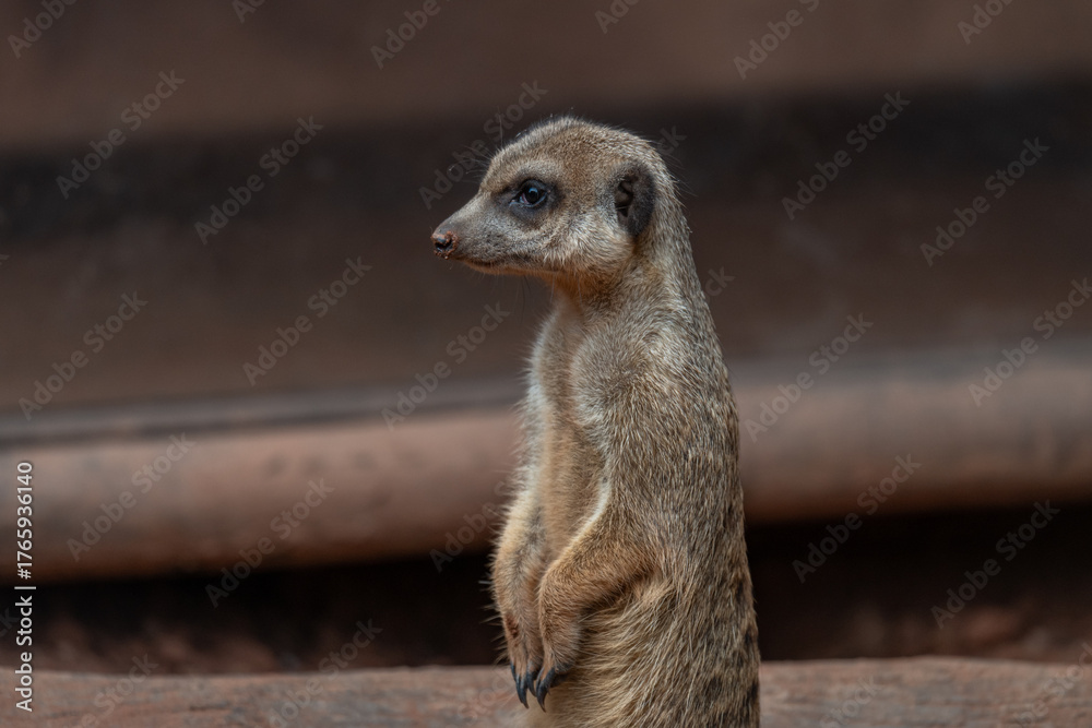 Fototapeta premium Curious Meerkat Sentry on Lookout