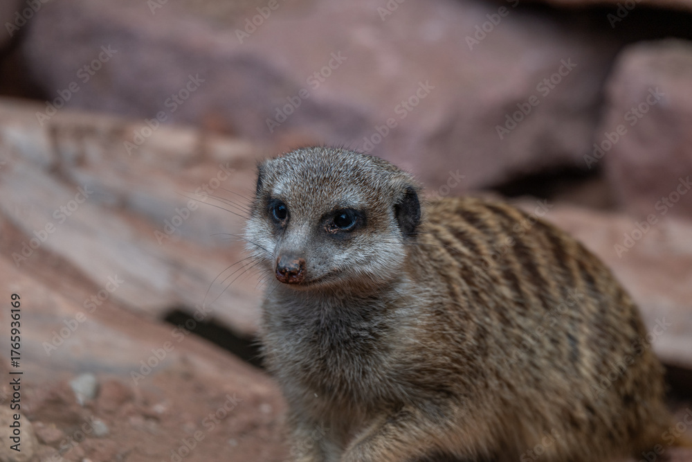 Fototapeta premium Curious Meerkat Close-up on Rocky Ground