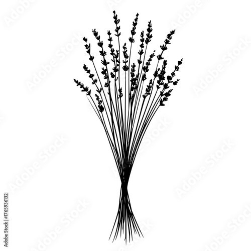 A black and white drawing of a tied bundle of lavender stems with flower buds on top of each stem line art