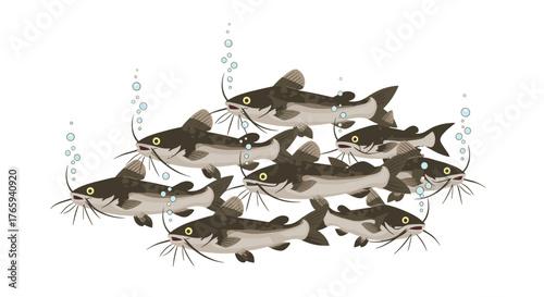 School of catfish swimming together in clear water, aquatic life.