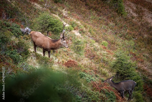 a red deer stag, cervus elaphus, on the mountains in the rutting season at a autumn morning