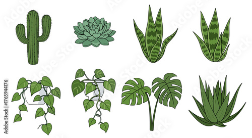 Illustration of various potted plants including cactus succulent monstera and hanging vines in green tones
