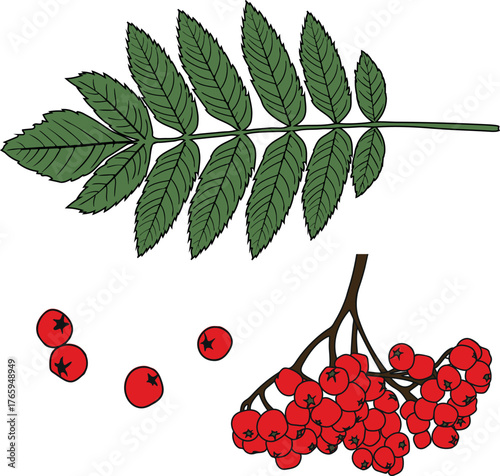 Parts of  rowan tree (Sorbus aucuparia): green leaf and red rowan berries in botanical illustration style isolated on white background	
