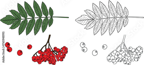 Coloring page with parts of  rowan tree (Sorbus aucuparia): green leaf and red rowan berries in botanical illustration style isolated on white background	
