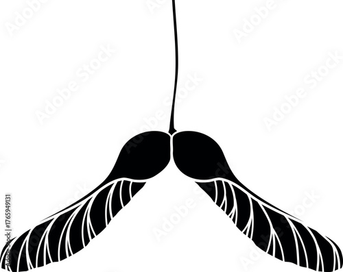 Black silhouette of samara fruit of Norway maple or Acer platanoides isolated on white background	