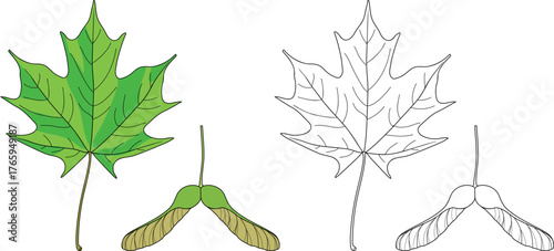 Coloring page with parts of Norway maple or Acer platanoides plant: samara fruit and leaf in botanical illustration style isolated on white background	
