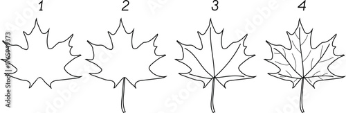 A step-by-step illustration of how to draw a maple leaf.