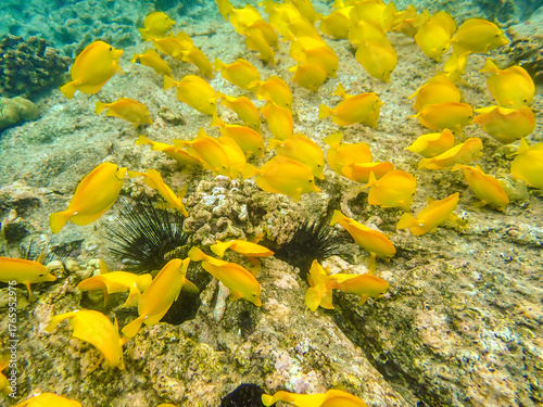 A school of vibrant yellow tang (zebrasoma flavescens) in the reefs off Kona-Kailua, Hawaii, Hawaii, USA