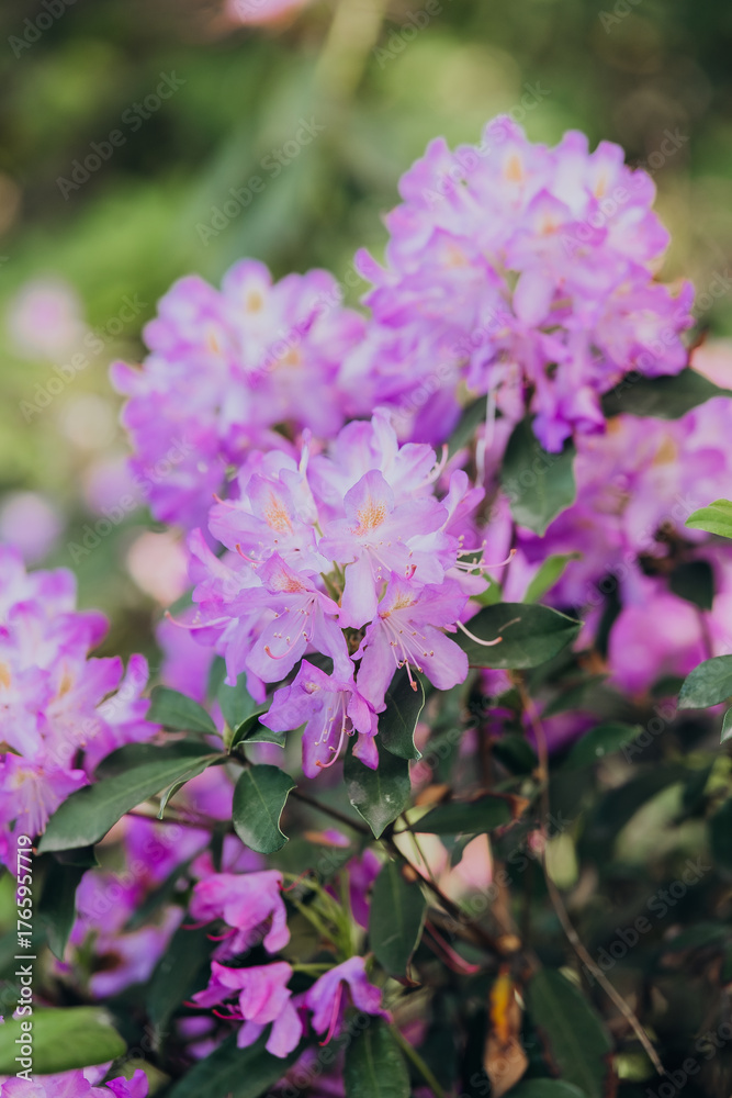 Fototapeta premium Blooming purple rhododendrons in a lush garden during spring season