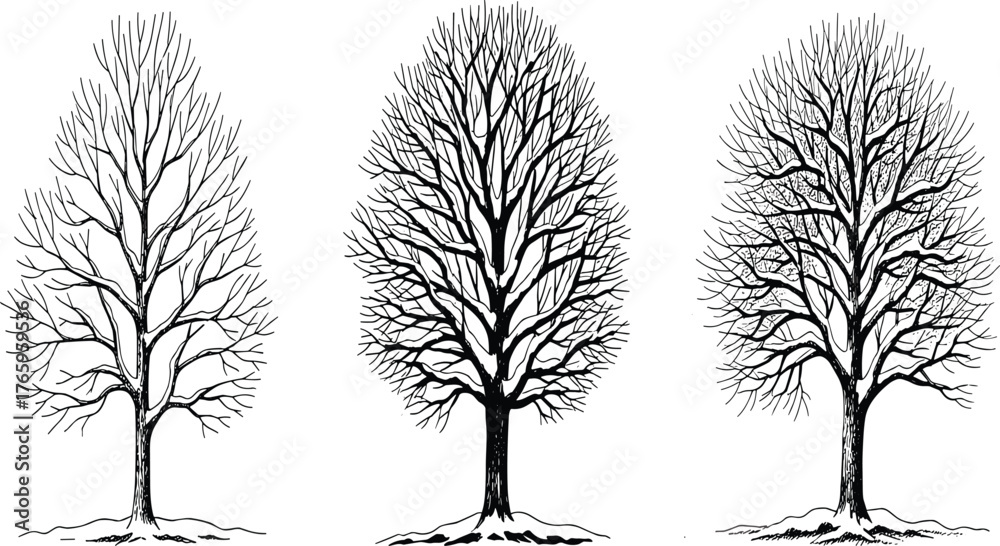 Obraz premium Winter tree illustrations, leafless forest sketches, hand drawn nature art, detailed black and white tree design, vintage botanical line drawings