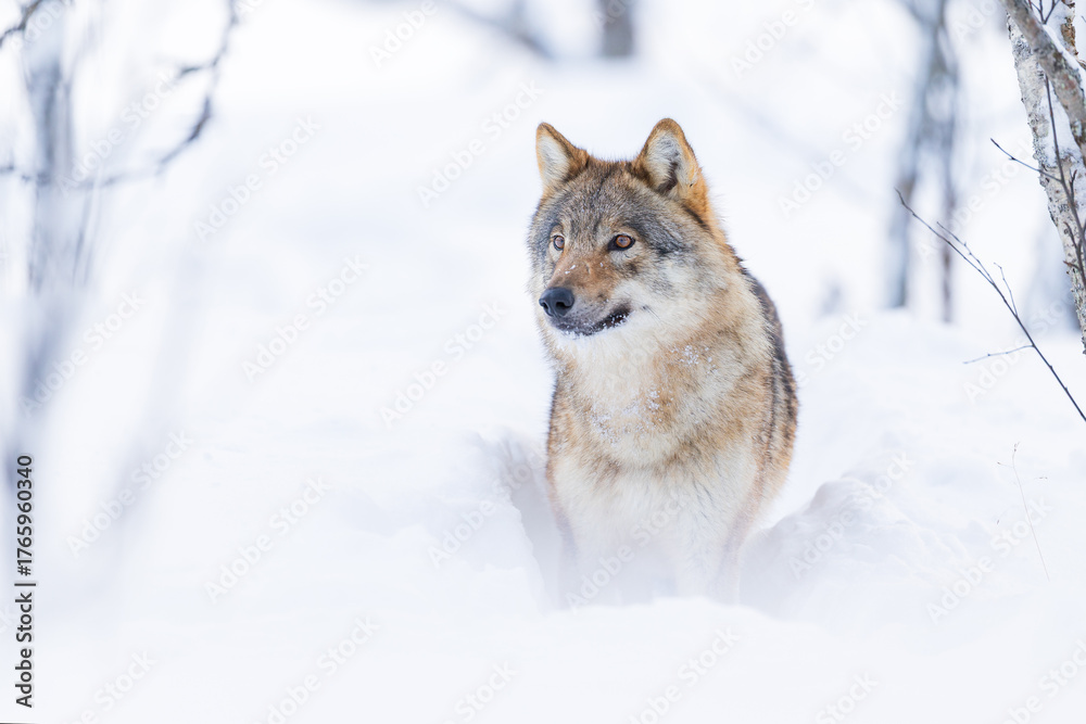 Fototapeta premium Wolf standing in snowy forest