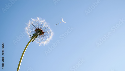 Wallpaper Mural Dandelion Seed Floating Toward the Moon – Dreamy Nature Magic, Wish Upon a Dandelion: Delicate Seed Meets Crescent Moon in Sky Torontodigital.ca