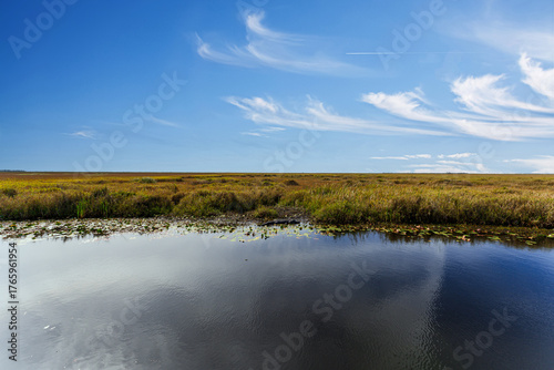 Lacassine National Wildlife Refuge with Alligator, Louisiana, USA