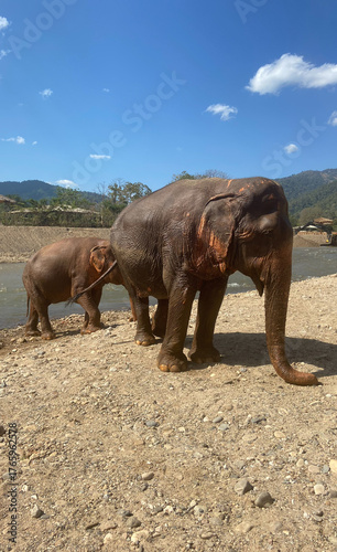 Photography Elephant with baby at a Chang Mai Thailand Sanctuary