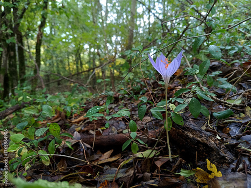 beautiful soft pink wild crocus flower in a deciduous forest on an autumn day