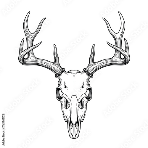 Detailed black and white line art illustration of a symmetrical deer skull with large prominent antlers.