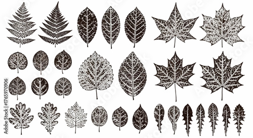 Collection of various detailed leaf illustrations in a monochromatic, vintage style, perfect for naturalistic designs