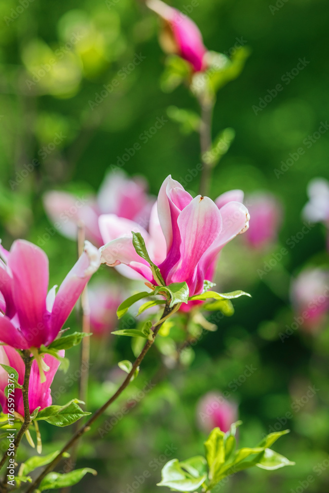 Fototapeta premium Vibrant pink flowers bloom amidst lush green foliage in springtime setting